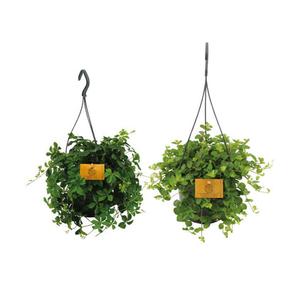 Duo de plantes suspendues - 2 pièces - Ø 15 cm ↑ 25 cm