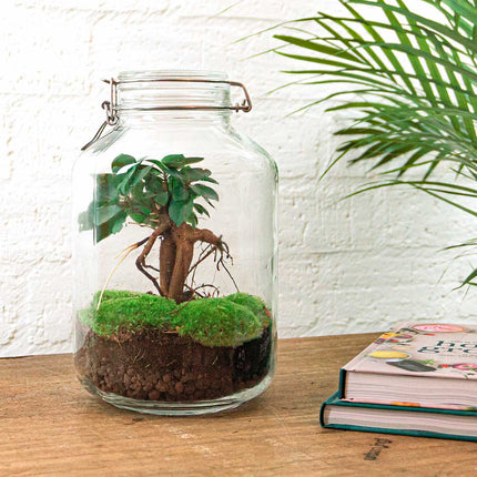  Jar Bonsai - Planten Terrarium Weckpot - DIY kit - Ecosysteem plant - Ø 18 cm ↑ 28 cm
