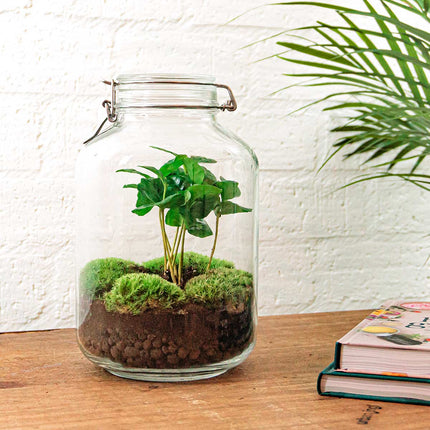  Jar Bonsai - Flaschengarten - DIY Terrarium mit Pflanzen im Glas - Ø 18 cm ↑ 28 cm