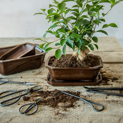 Bonsai Wurzelkralle - 20,5 cm