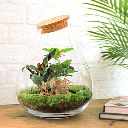 Drop XXL Red - Terrarium with cork - Bottle garden DIY kit - Ø 34 cm ↑ 43 cm