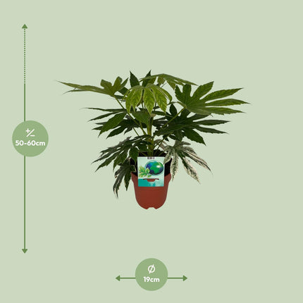 Fatsia Japonica Variegata (Variegated Japanese Aralia) ↑ 60 cm
