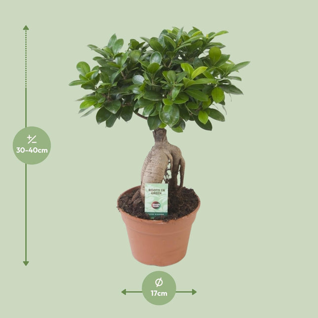 Ficus Ginseng - Ø 17cm - ↑ 40cm - Bonsai boompje