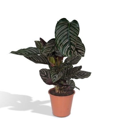 Calathea Ornata (Korbmarante) ↑ 75 cm