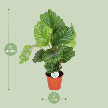Calathea Orbifolia (Peacock Plant) ↑ 60 cm