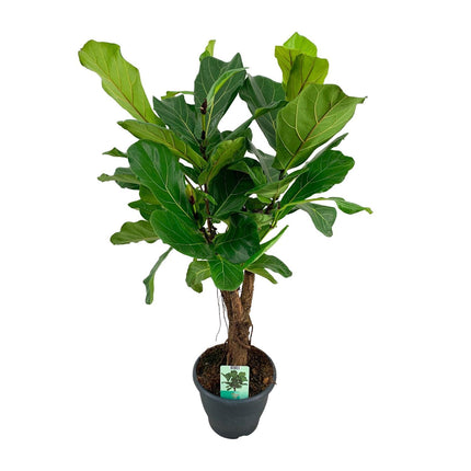 Ficus Lyrata (Fiddle Leaf Fig) ↑ 100 cm