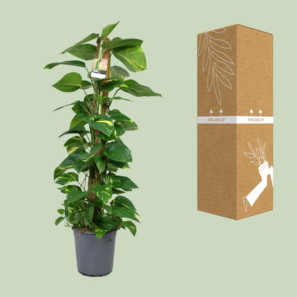 Scindapsus Epipremnum (Dragon Ivy) ↑ 120 cm