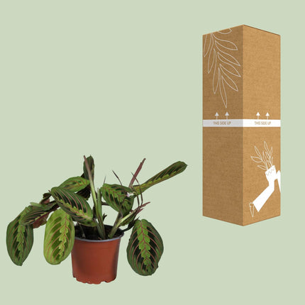 Maranta Leuconeura Fascinator (Prayer Plant) ↑ 30 cm