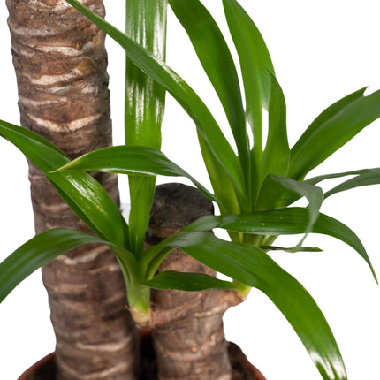 "Yucca Elephantipes (Palmlilie) ↑ 85 cm     "