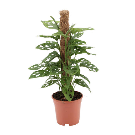 Monstera Monkey (Swiss Cheese Plant) ↑ 60 cm