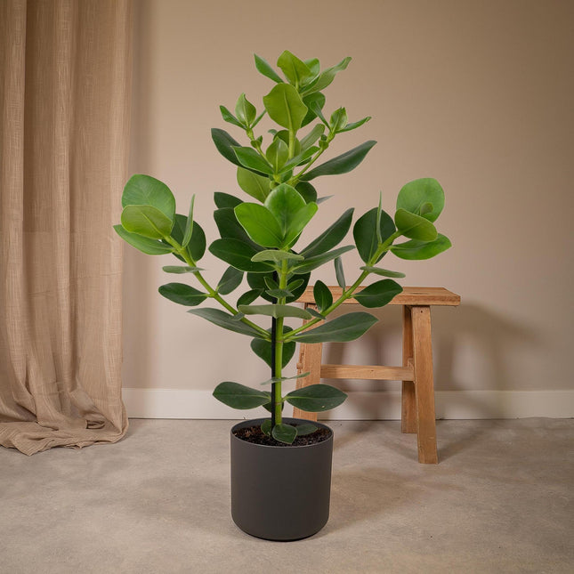 Clusia Rosea Princess (Autograph Tree) ↑ 60 cm