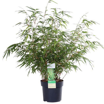 Fargesia rufa (Bamboo) ↑ 60 cm
