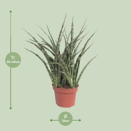 Sansevieria Fernwood Punk (Langue de belle-mère) ↑ 35 cm