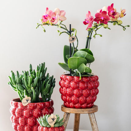 Rote Phalaenopsis-Orchidee - Congo + Berry - Topfgröße Ø9 cm - 40 cm