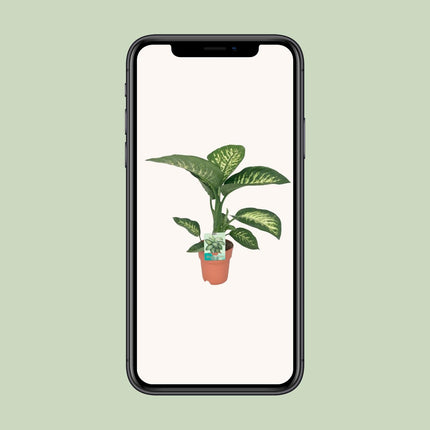 Dieffenbachia Seguine Tropic Snow (Dumb Cane) ↑ 70 cm