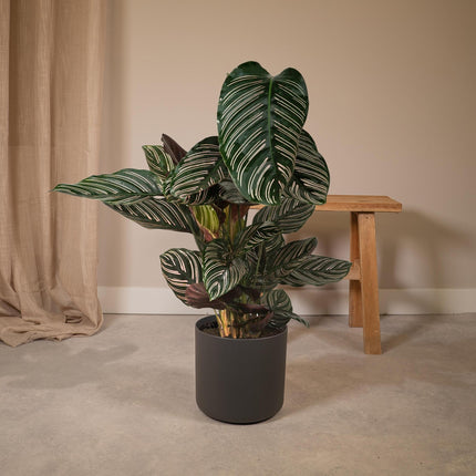 Calathea Ornata (Korbmarante) ↑ 75 cm