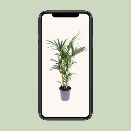Howea Forsteriana (Kentia Palm) ↑ 75 cm