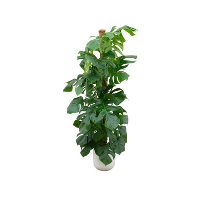 Offre combinée - Monstera Pertusum XL (plante gruyère) + pot Elho Jazz Round blanc ↑ 150 cm