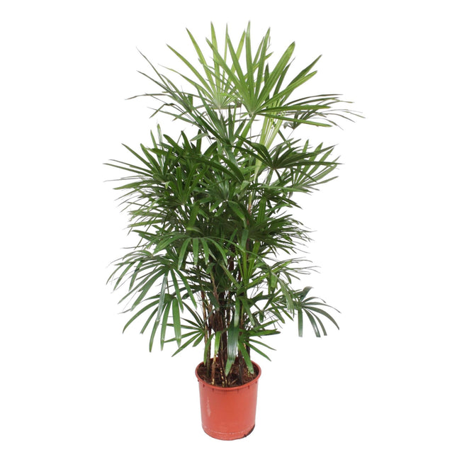 Rhapis Excelsa (Lady Palm) ↑ 190 cm