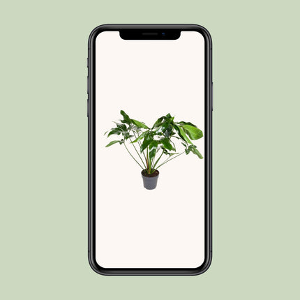 Philodendron Green Wonder (Plante retombante) ↑ 100 cm