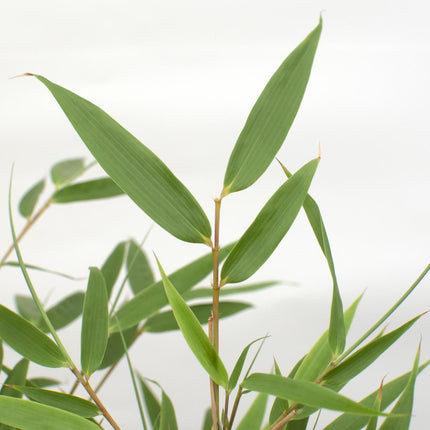 Fargesia rufa (Bamboo) ↑ 60 cm