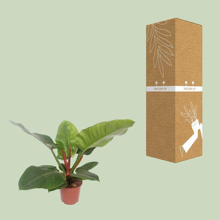 Philodendron Imperial Green (Philodendron à feuilles en cœur) ↑ 60 cm