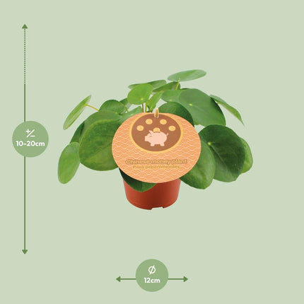 Pilea Peperomioides - ↑ 20 cm Ø 12 cm