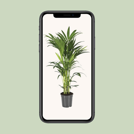 Howea Forsteriana (Kentia Palm) ↑ 100 cm
