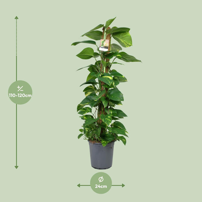Scindapsus Epipremnum (Dragon Ivy) ↑ 120 cm