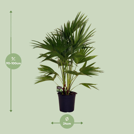 Livistona Chinensis (Chinese Fan Palm) ↑ 100 cm