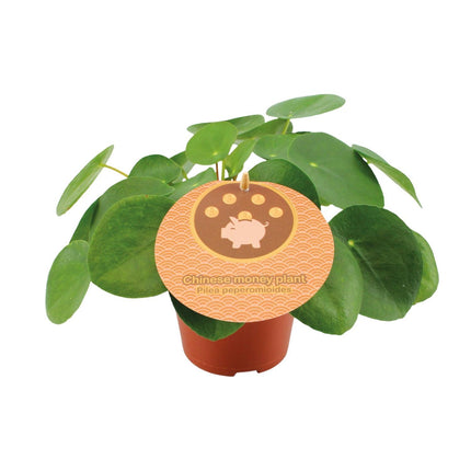 Pilea Peperomioides - ↑ 20 cm Ø 12 cm
