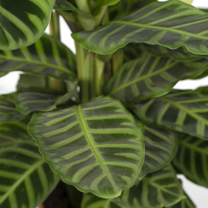 Calathea Zebrina (Plante paon) ↑ 80 cm