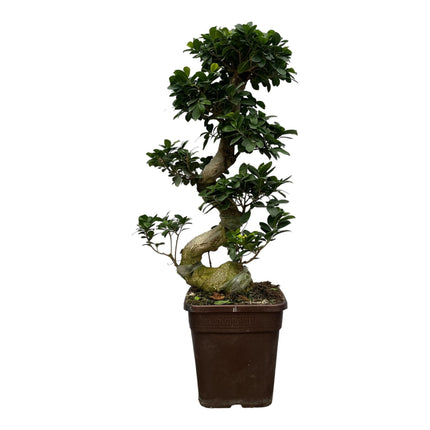 Ficus Microcarpa Ginseng (Bonsai) ↑ 80 cm Ø 27 cm
