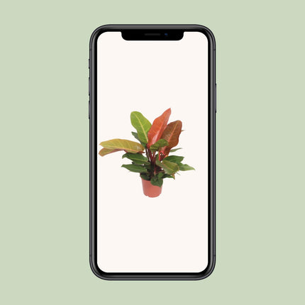 Philodendron Prince of Orange (Heartleaf Philodendron) ↑ 45 cm