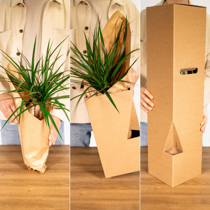 "Yucca Elephantipes (Palmlilie) ↑ 85 cm     "